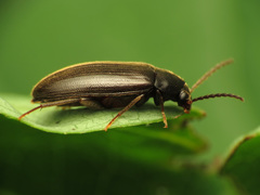 Hymenorus