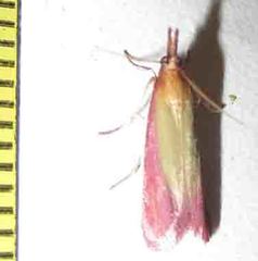 Oncocera