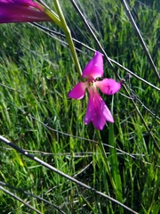 Gladiolus italicus