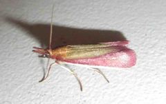 Oncocera