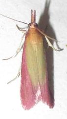 Oncocera