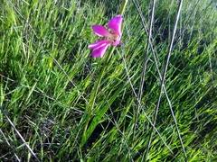Gladiolus italicus