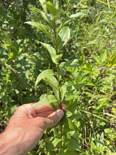 Thin-leaf goldenrod (Solidago delicatula)