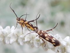 Eretmocera chrysias
