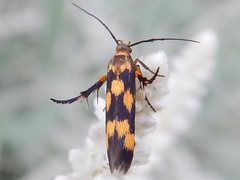Eretmocera chrysias