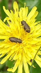 Anthaxia quadripunctata