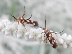 Eretmocera chrysias