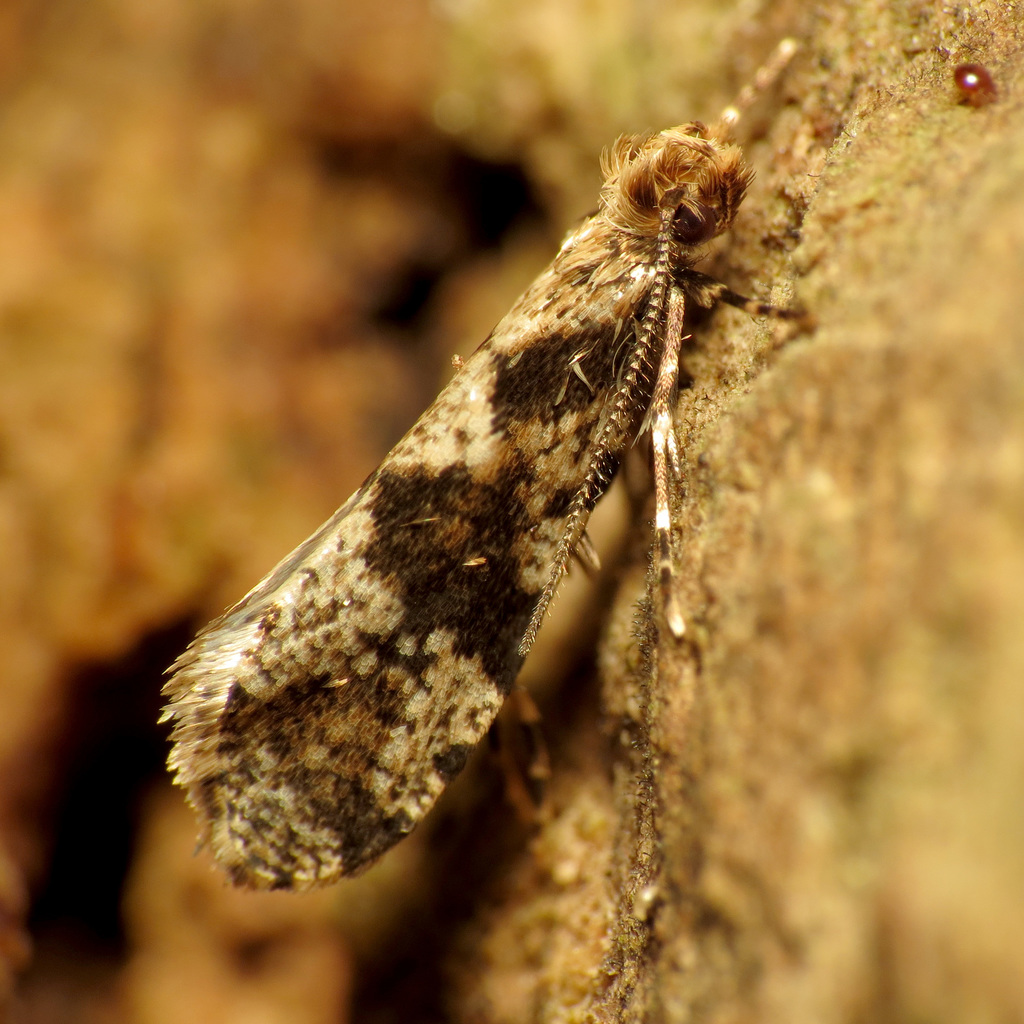 Banded Scardiella