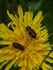 Anthaxia quadripunctata