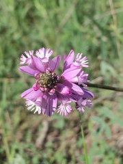 Polygala anatolica