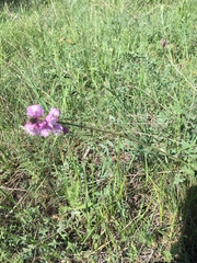 Polygala anatolica