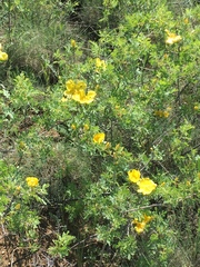 Rosa foetida