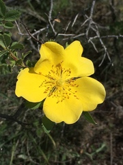 Rosa foetida
