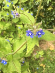 Pentaglottis sempervirens
