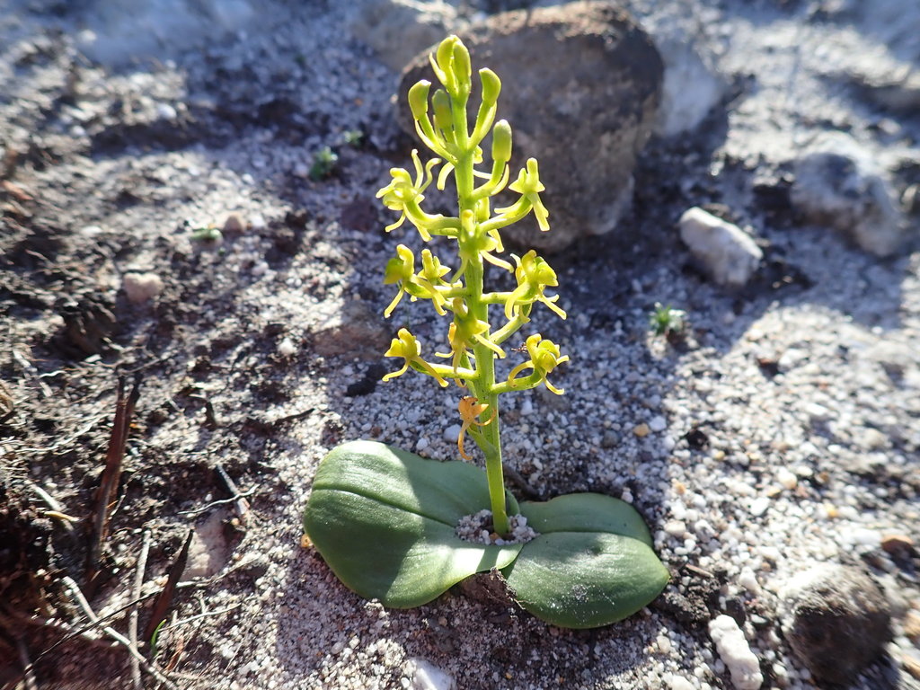 Cape Fly Orchid