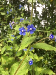 Pentaglottis sempervirens