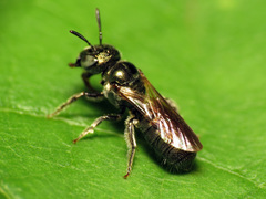 Ceratina strenua