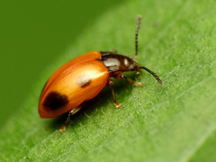 Endomychus biguttatus