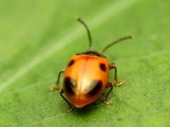 Endomychus biguttatus