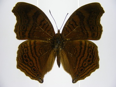 Junonia gregorii