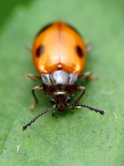 Endomychus biguttatus