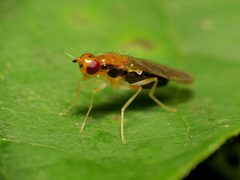 Psila