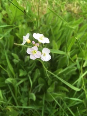 Cardamine pratensis