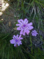 Iberis umbellata