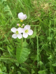 Cardamine pratensis