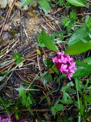 Daphne cneorum