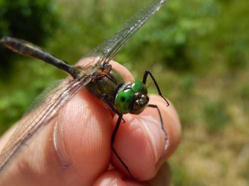 Downy Emerald photo 4