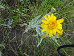 Arnica chamissonis
