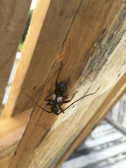 Enaphalodes taeniatus