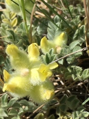 Astragalus vulnerariae