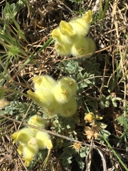 Astragalus vulnerariae