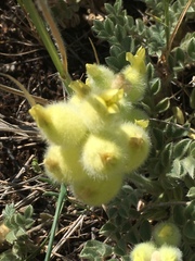 Astragalus vulnerariae