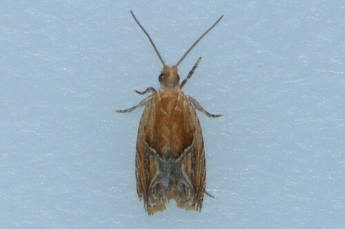 Strawberry Leafroller Moth photo 5