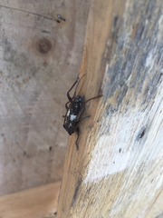Enaphalodes taeniatus