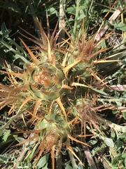 Centaurea carduiformis