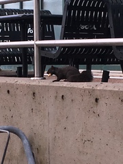 Sciurus carolinensis