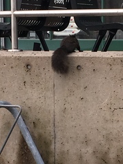 Sciurus carolinensis