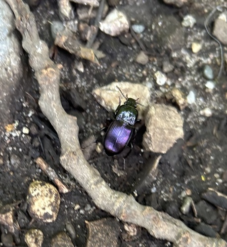 Myas coracinus photo 2