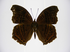 Junonia gregorii