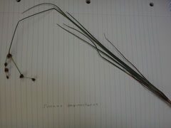 Juncus saximontanus