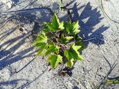 Pelargonium cucullatum strigifolium