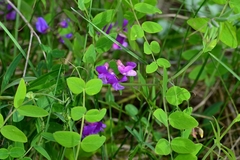 Lathyrus humilis