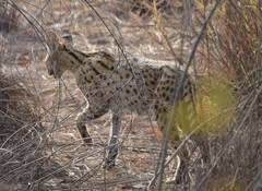 Leptailurus serval constantina
