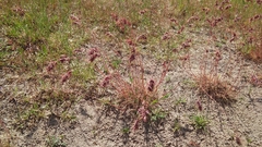 Poa bulbosa vivipara