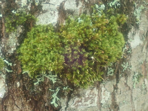 Image of Ulota coarctata by no rights reserved