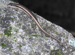 Sphenomorphus incognitus